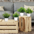 Plastic Potted Plants