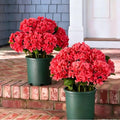 Outdoor Hydrangea Flowers